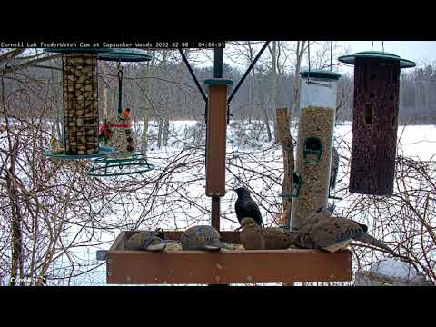 Flock Of Mourning Doves Populate Feeder Tray In Ithaca, New York – Feb. 8, 2022