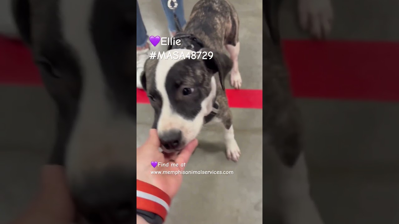 Ellie, a Adoptable Mixed Breed in Memphis, TN video 6/6