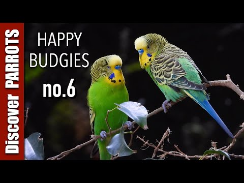 Happy Budgies 6 - Budgerigar Sounds to Play for Your Parakeets | Discover PARROTS