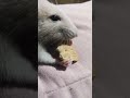 Ratinha Comendo Bolacha Maria