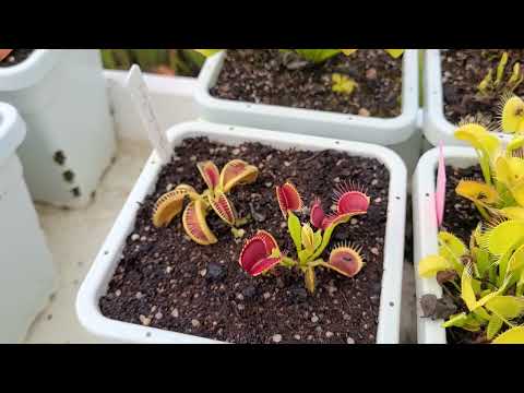 FlytrapStore Matt's Venus flytrap Collection Tour June 22, 2022
