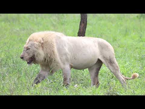 Casper The Original Kruger National Park White Lion | Kruger Park Sightings