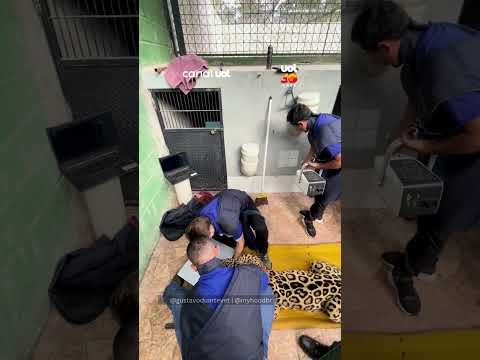 Veterinário mostra como é feito exame nos dentes de uma onça-pintada