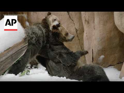 Rescued grizzly bear brothers wrestle in man-made snow at San Diego Zoo