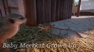 Baby Meerkat! →「Planet Zoo Gameplay」4Kᴴᴰ