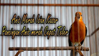 Download lagu ANIS MERAH ISIAN KASAR BUAT PANCINGAN ANIS MERAH BIAR TELER mp3 Download lagu ANIS MERAH ISIAN KASAR BUAT PANCINGAN ANIS MERAH BIAR TELER mp3