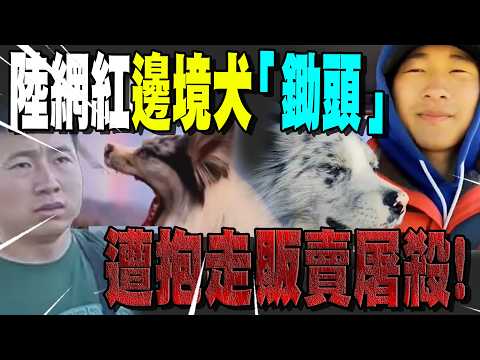 A Border Collie nicknamed \Hoe\ and popular on-screen at a road trip in Henan was stolen and reso...