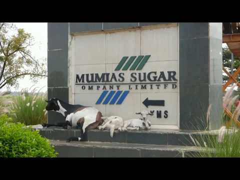 Mumias Town Kakamega County - Transformers Youth Group (MUMIAS)