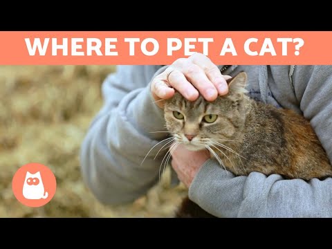 Where to Pet a Cat? - FAVORITE PLACES and TIPS
