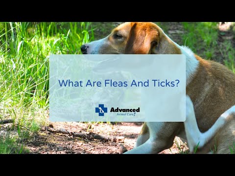 What Are Fleas And Ticks?