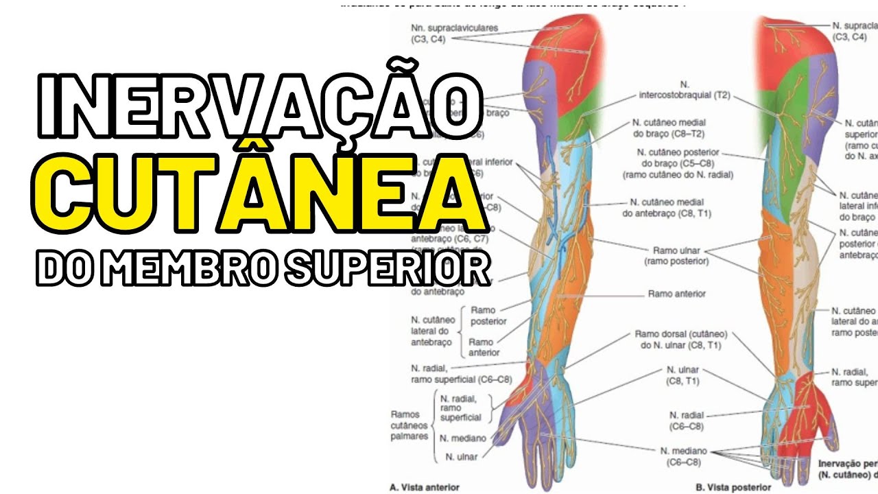 Inervação CUTÂNEA do MEMBRO SUPERIOR - Aula de Anatomia humana grátis e fácil
