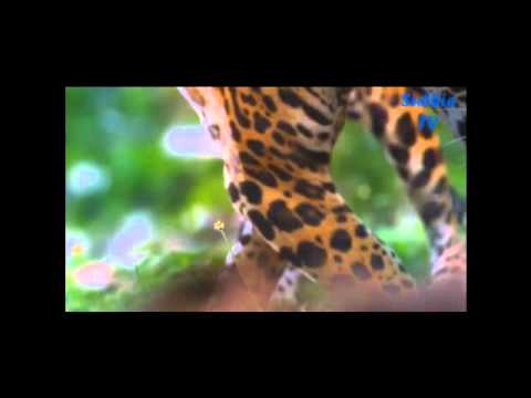 George Acosta feat. Fisher - The Way She Loves (Subbie Radio Mix)