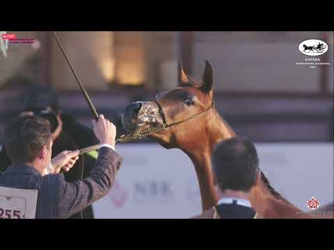 N 255 DHABIAH AL BUSTAN   Katara Int  Arabian Horse Festival 2022   Yearling Fillies Class 1B