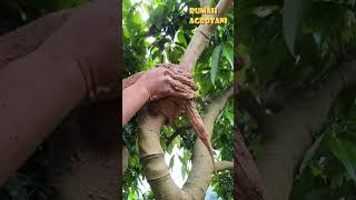 Download lagu Here's an Easy Way to Graft Plants mp3
