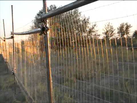 Kuki Barbuceanu si Tertis in Cardon