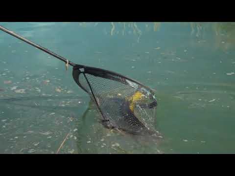 Iberian Master 2018 apuntes