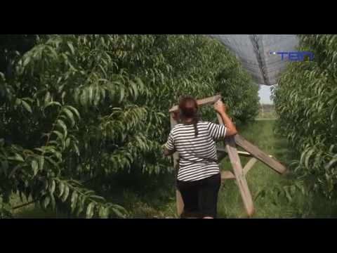 TV Pančevo - Nektarina dobro rodila