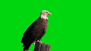 Green Screen Eagle