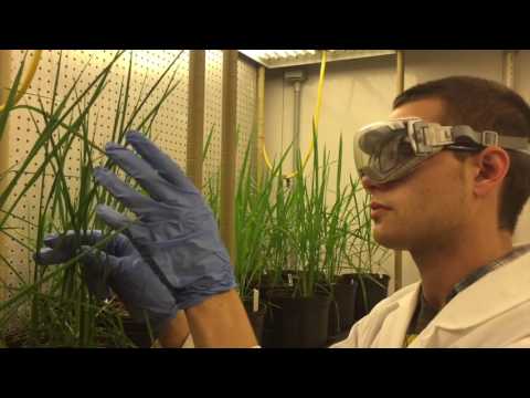 Rice researchers testing new ways to fight arsenic contamination