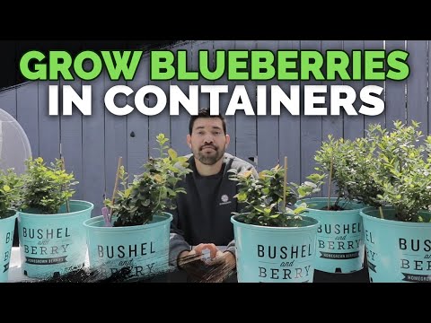 How to Grow Ginger in Containers And Get a Huge Harvest