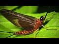 Most Happy Music Ever: The Mayfly Overture by Jakob Nagel
