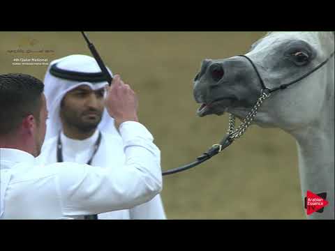 N.163 NADEER AL WAAB - 2019 Qatar Nat. Peninsula show - Stallions 4 to 6 Years Old (Class 10) .mp4