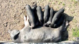 preview picture of video 'Meishan Schweine - Chinesische Maskenschweine - Besuch der Arche Warder'