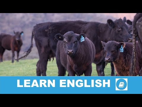 American Cowboys Help Russia's Beef Herd - Story with Subtitles