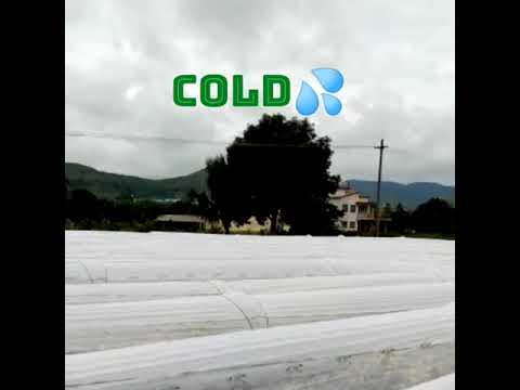 Capsicum Shimla Mirch Crop Cover