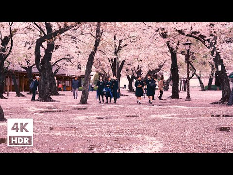 Cherry blossoms in Kudan, Tokyo, Chidorigafuchi, Yasukuni Shrine | 4K HDR with Soundscapes of Japan