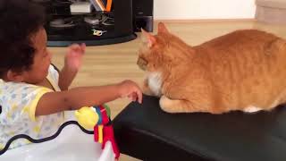 Смешные кошки до слез Смешное видео до слез 2018 #12 (Котики Без монтажа)