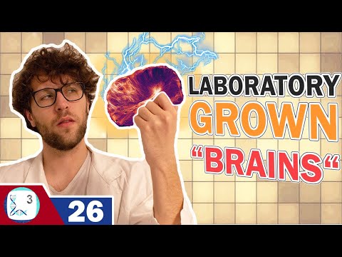 Scientists Grow Mini Brains in the Laboratory! | Brain organoids