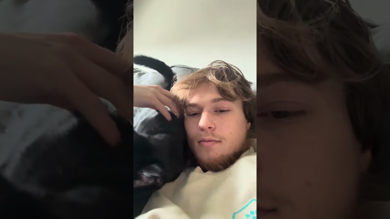 Clara, a Adoptable Domestic Short Hair in Nashville, TN video 2/6