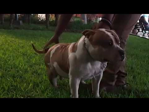 MR.DANGER  (12MESES )