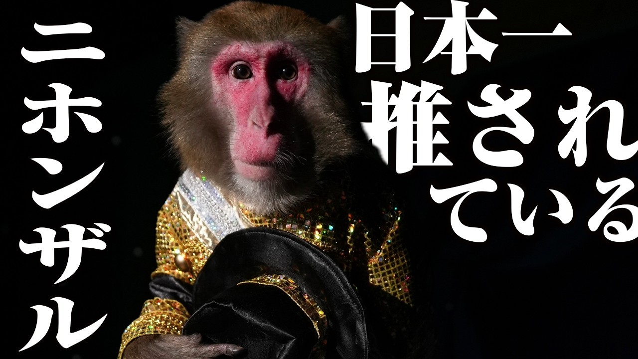 スターニホンザルの多忙な1日に密着