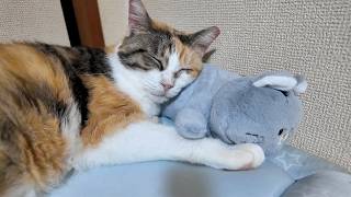 三毛猫フミ姫　ぬいぐるみを枕におやすみです😽
