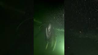 Download lagu Spooky night dive with a sixgill shark at Redondo Beach! Incredible experience! #sharkdiving mp3