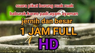 Download lagu suara burung ruak ruak jernih kualitas HD 1 Jam full panen mp3