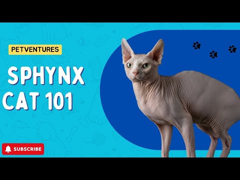 Sphynx Cat 101 - Must Watch BEFORE Getting One!