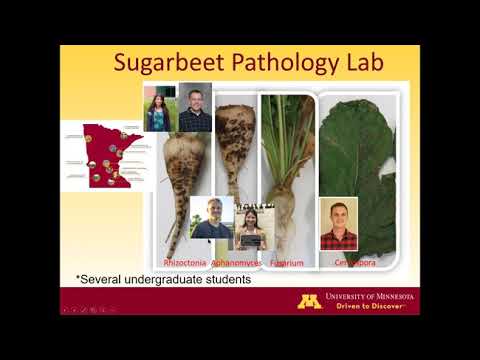Detection and Management of Rhizoctonia in Sugarbeet - Dr. Ashok Chanda