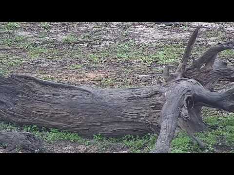 Djuma: Slender Mongoose - 06:50 - 10/26/21