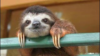 Logic - Ultra 85 snippets