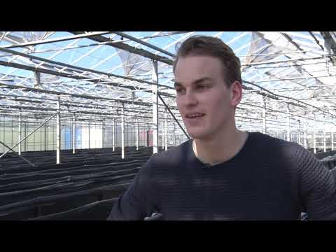 Ondanks vorst eerste asperges in Sint Maarten Met Pasen kan iedereen asperges eten