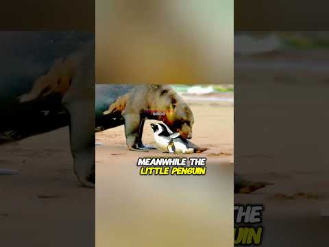 Sea lion vs Humboldt penguin #shorts #youtubeshorts #sea #lion #penguin #wildlife