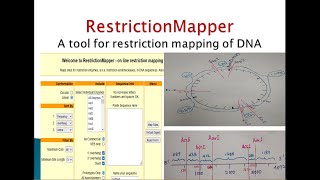 RestrictionMapper tool for restriction mapping