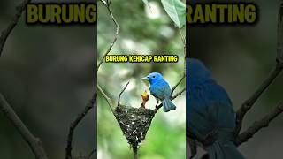 Download lagu Burung Kehicap Ranting #birds #burungtercantik #burung #burungkicau mp3 Download lagu Burung Kehicap Ranting #birds #burungtercantik #burung #burungkicau mp3