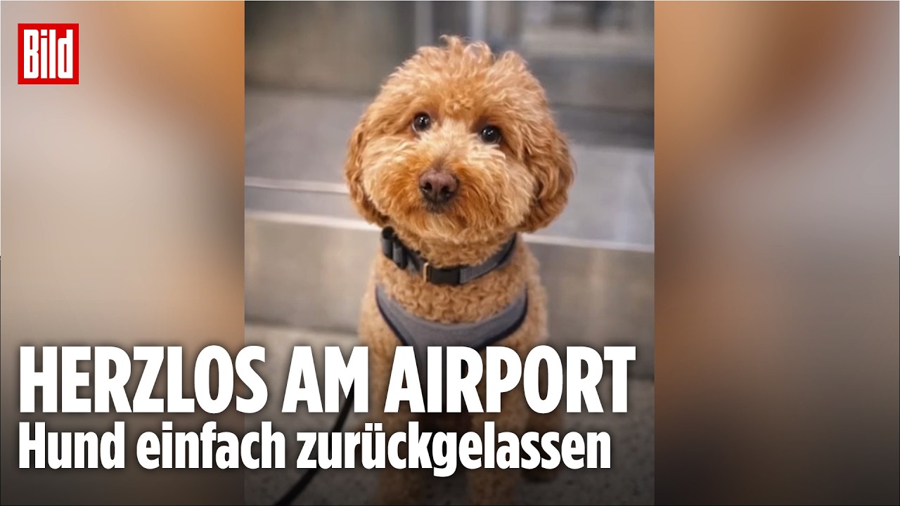 Herzlos am Airport: Frau bindet Hund an und fliegt ohne ihn