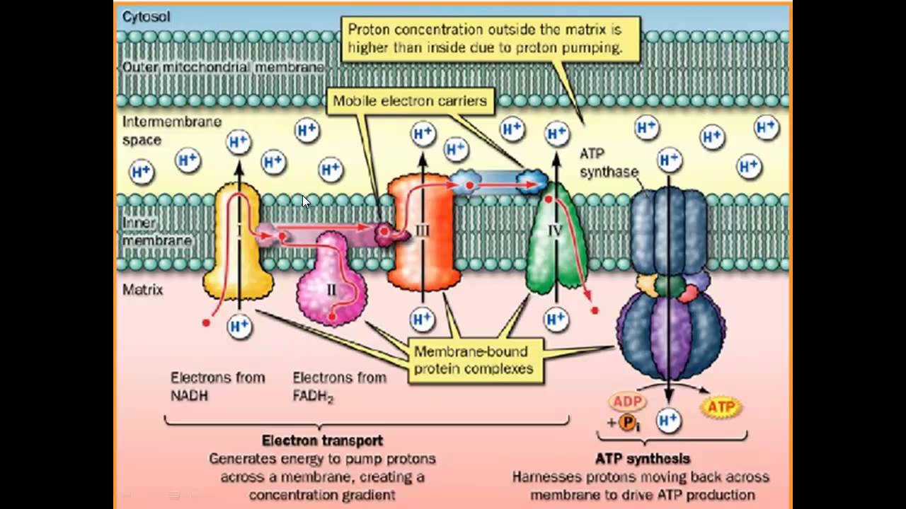 Fosforilação oxidativa
