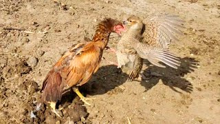 Teetar vs Aseel Hen fighting