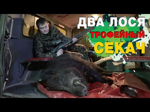 Удачная охота. Два лося и трофейный кабан-секач. It was a successfuI hunt. Two moose and a boar.